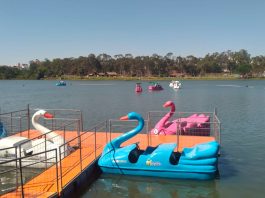 Parque do Sabiá em Uberlândia volta a oferecer trenzinho e pedalinhos gratuitos nos fins de semana Trenzinho reformado e pedalinhos no Parque do Sabiá em Uberlândia com visitantes aproveitando o dia ensolarado
