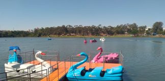 Parque do Sabiá em Uberlândia volta a oferecer trenzinho e pedalinhos gratuitos nos fins de semana Trenzinho reformado e pedalinhos no Parque do Sabiá em Uberlândia com visitantes aproveitando o dia ensolarado