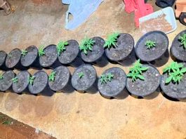 Mulher é presa em Patos de Minas com dezenas de pés de maconha e alega consumo próprio Pés de maconha apreendidos pela Polícia Militar em chácara na zona rural de Patos de Minas.