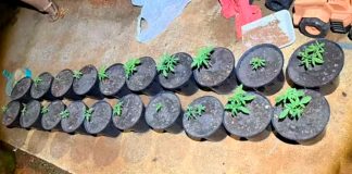 Mulher é presa em Patos de Minas com dezenas de pés de maconha e alega consumo próprio Pés de maconha apreendidos pela Polícia Militar em chácara na zona rural de Patos de Minas.