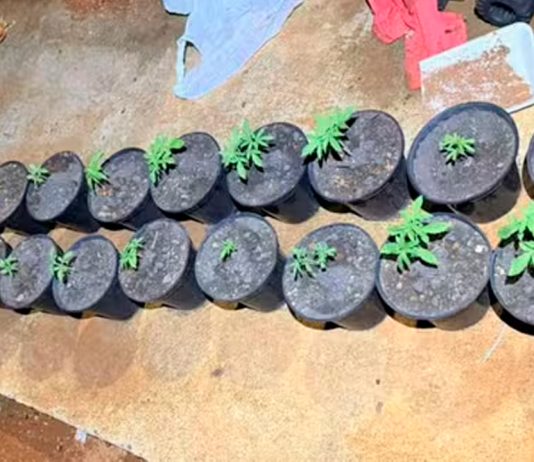 Mulher é presa em Patos de Minas com dezenas de pés de maconha e alega consumo próprio Pés de maconha apreendidos pela Polícia Militar em chácara na zona rural de Patos de Minas.